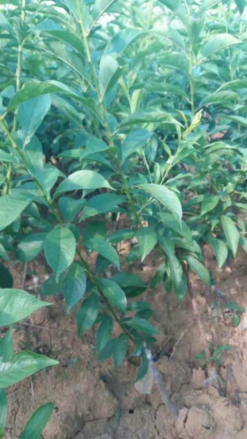 三华李树苗20~30cm