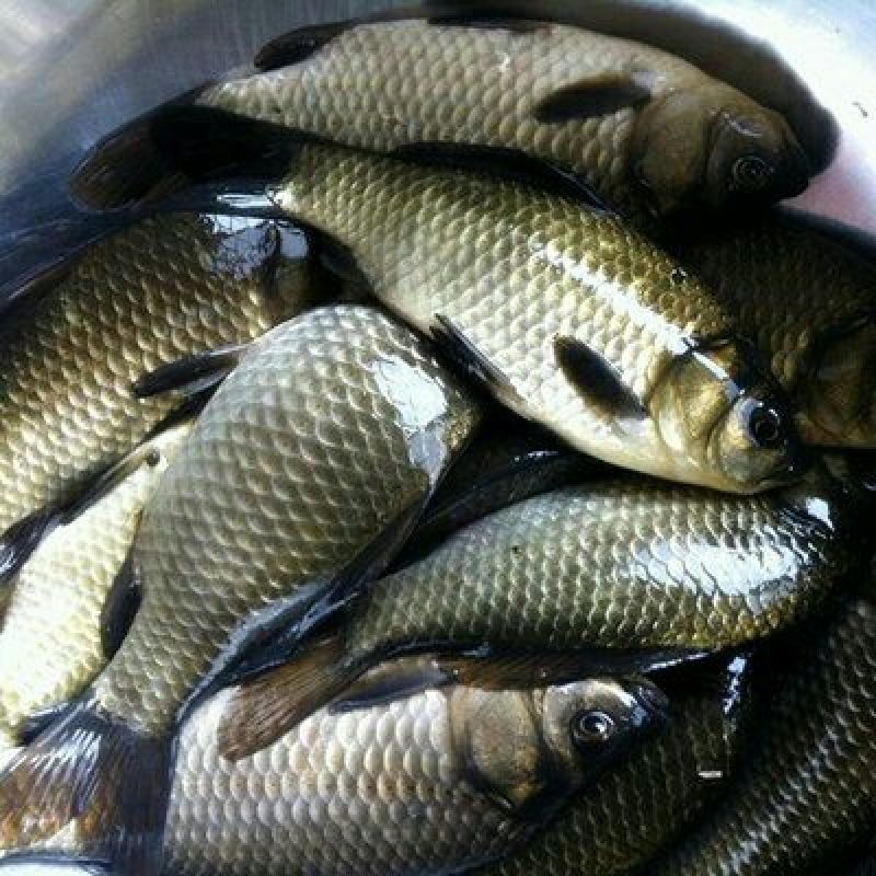 鲫鱼食用
