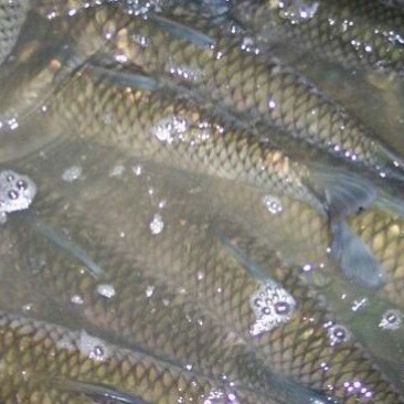 鲤鱼食用1~2公斤