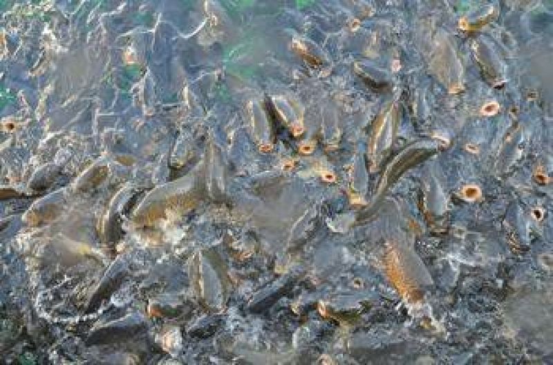 鲤鱼食用1~2公斤