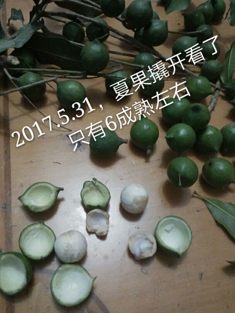 澳洲坚果带壳