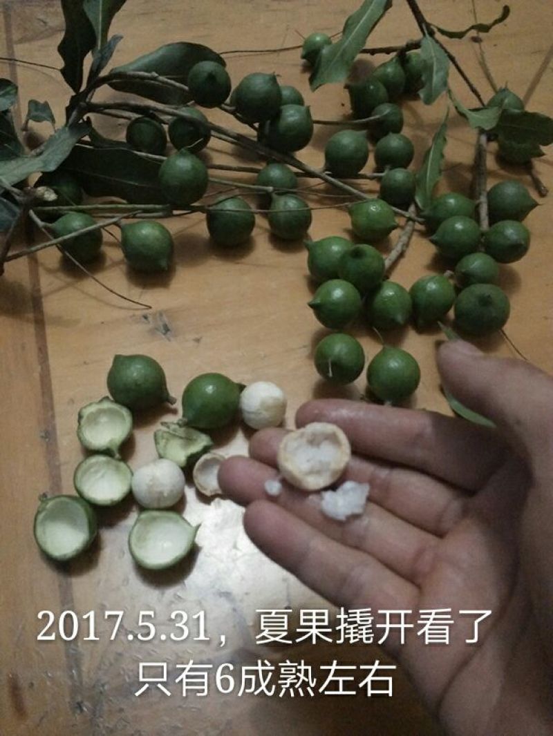 澳洲坚果带壳