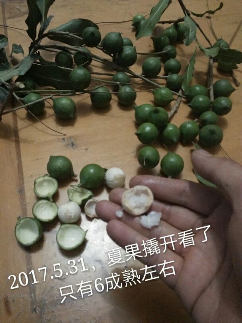 澳洲坚果带壳