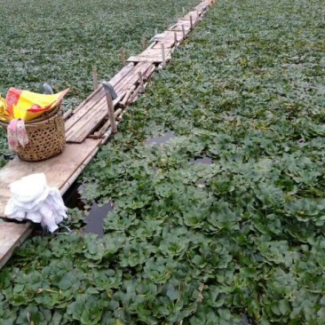 新鲜菱角家菱大量上市