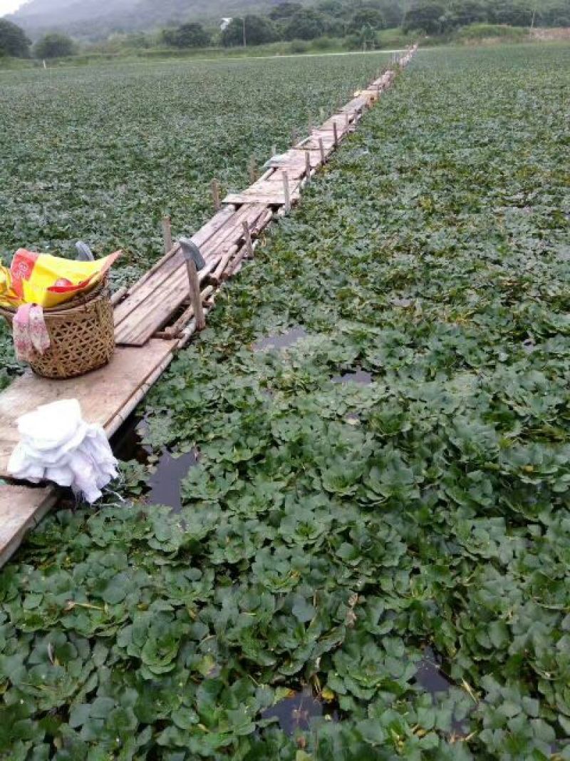 新鲜菱角家菱大量上市