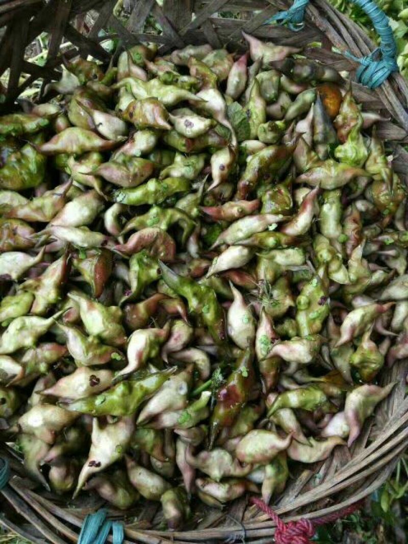 新鲜菱角家菱大量上市
