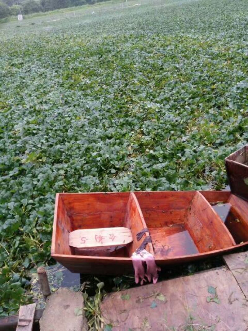 新鲜菱角家菱大量上市