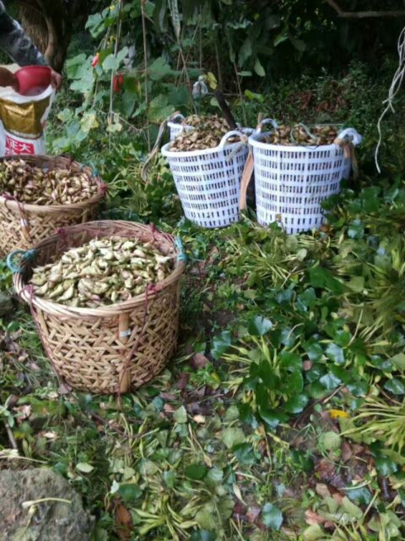 新鲜菱角家菱大量上市