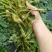 新鲜菱角家菱大量上市