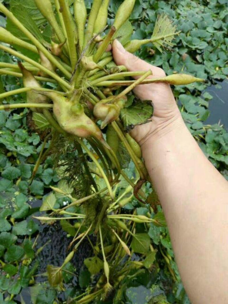 新鲜菱角家菱大量上市