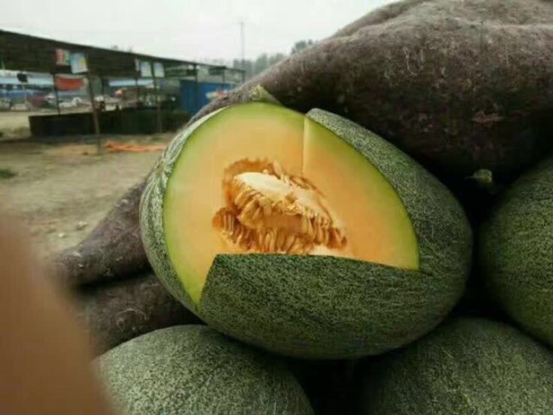 西州蜜瓜