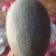西州蜜瓜