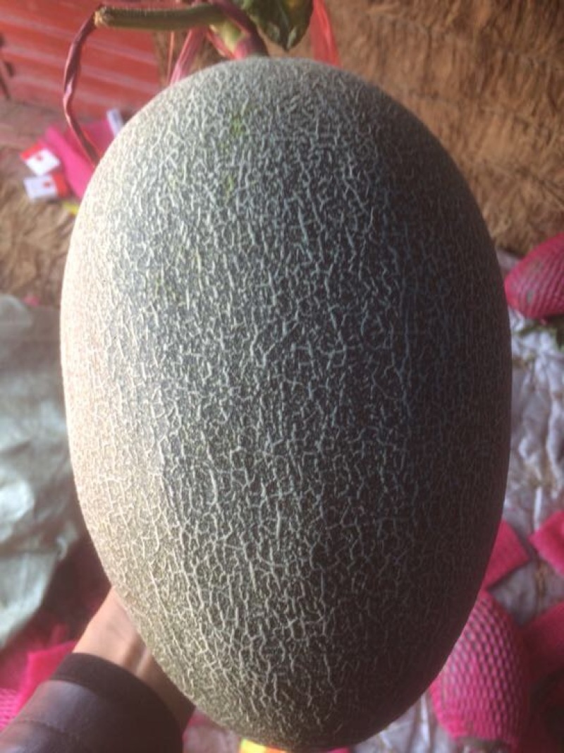 西州蜜瓜