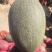 西州蜜瓜