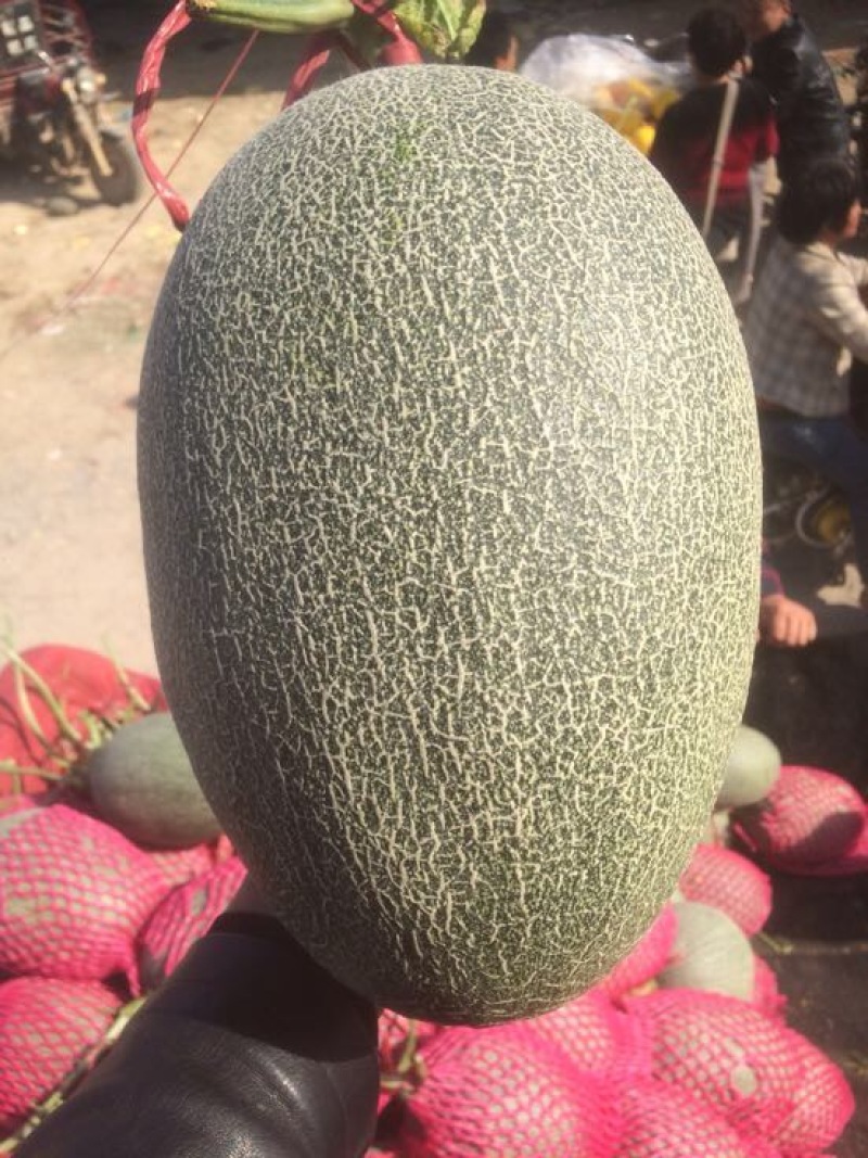 西州蜜瓜