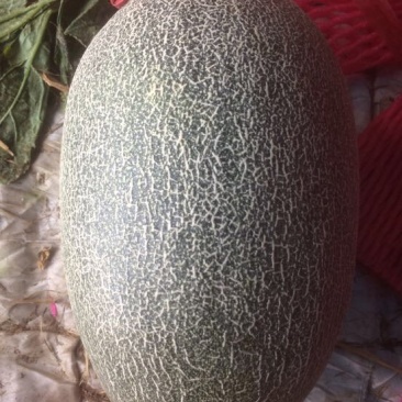 西州蜜瓜