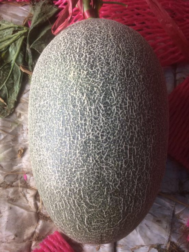 西州蜜瓜