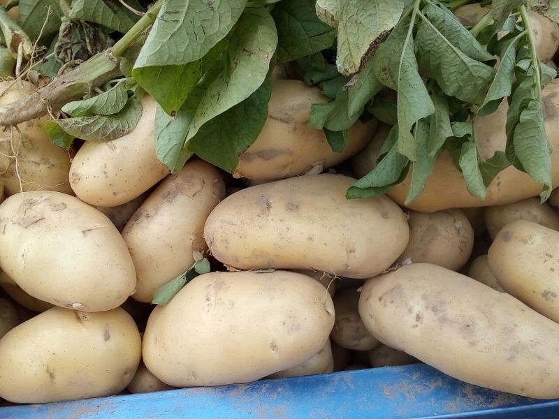 精品沃土土豆4两以上黄皮黄心土豆货量充足