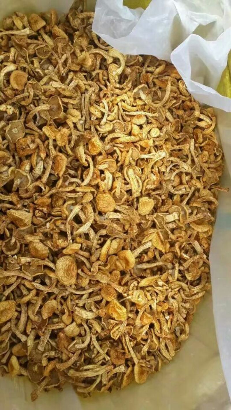 滑子菇干品
