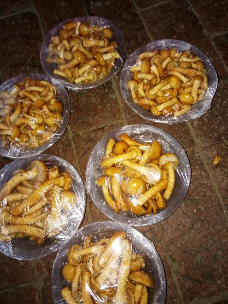 滑子菇干品