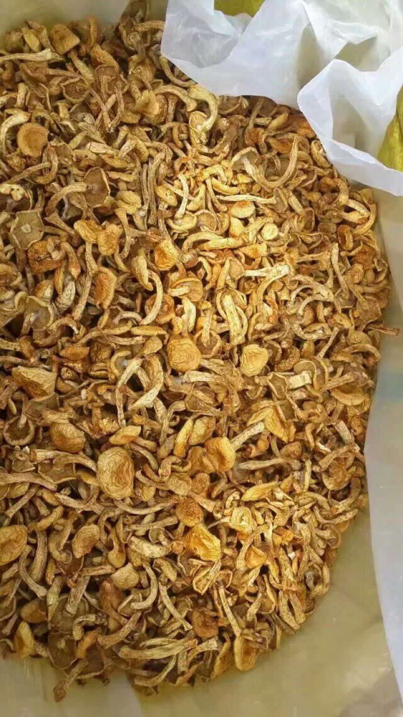 滑子菇干品