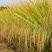大米【珍珠米】新米，长粒和圆粒，无抛光