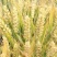 小麦12.5%以下