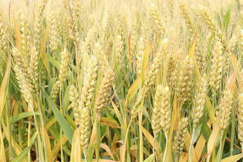 小麦12.5%以下