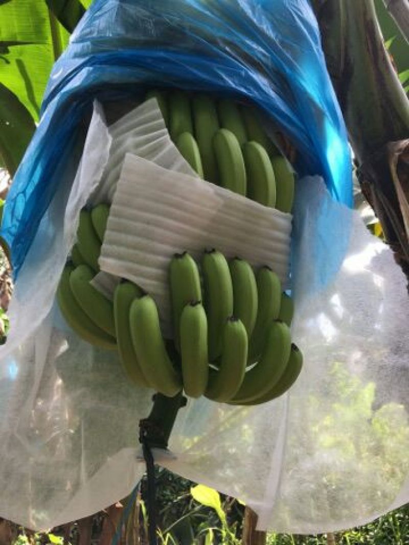 巴西香蕉七成熟