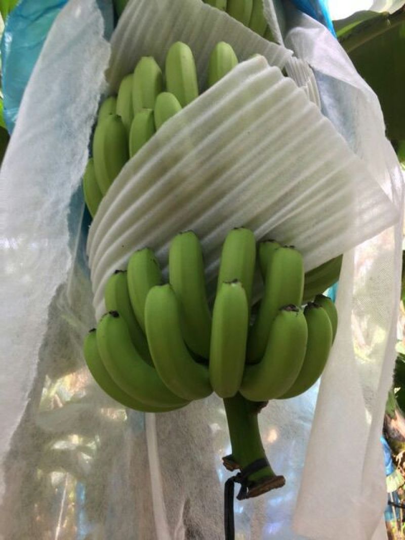 巴西香蕉七成熟