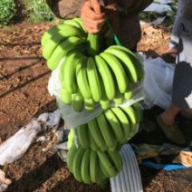 巴西香蕉七成熟