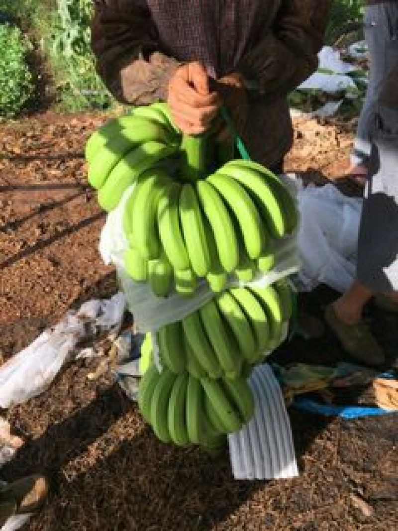巴西香蕉七成熟