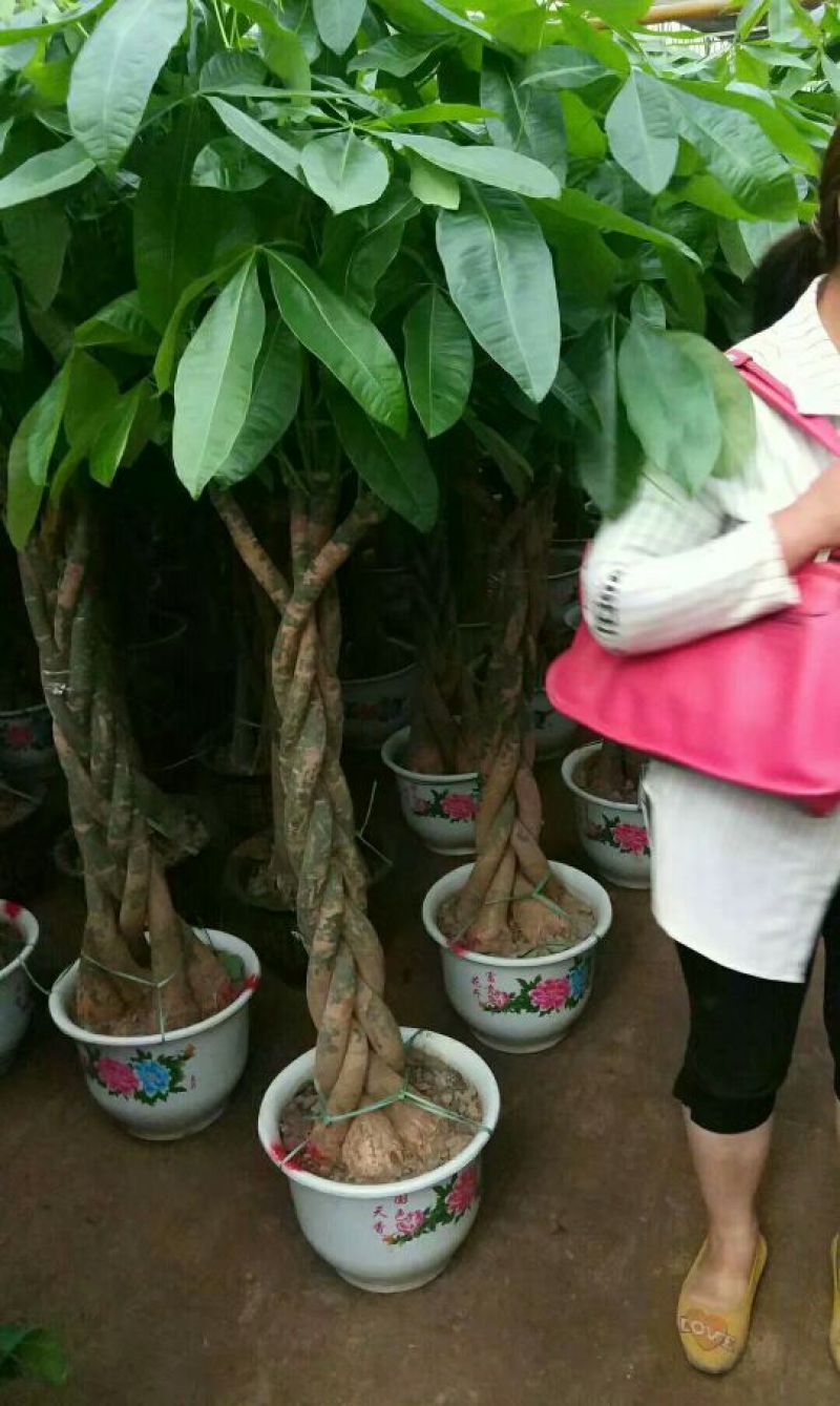 发财树不含盆