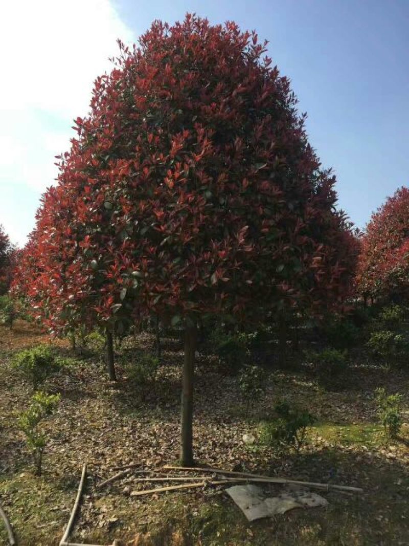 红叶石楠10~12cm8~10cm2.5~3米