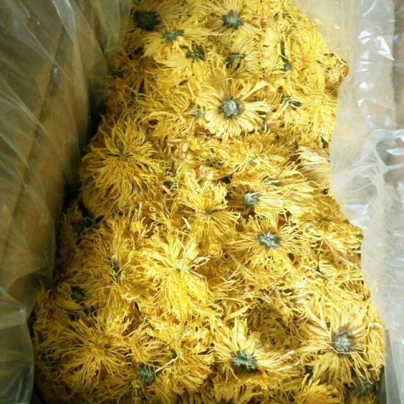 菊花种苗金丝黄菊、亳菊、婺源、苏北、杭白、北京菊、贡菊