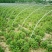 菊花种苗金丝黄菊、亳菊、婺源、苏北、杭白、北京菊、贡菊