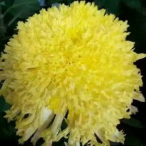 菊花种苗金丝黄菊、亳菊、婺源、苏北、杭白、北京菊、贡菊