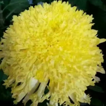 菊花种苗金丝黄菊、亳菊、婺源、苏北、杭白、北京菊、贡菊