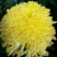 菊花种苗金丝黄菊、亳菊、婺源、苏北、杭白、北京菊、贡菊