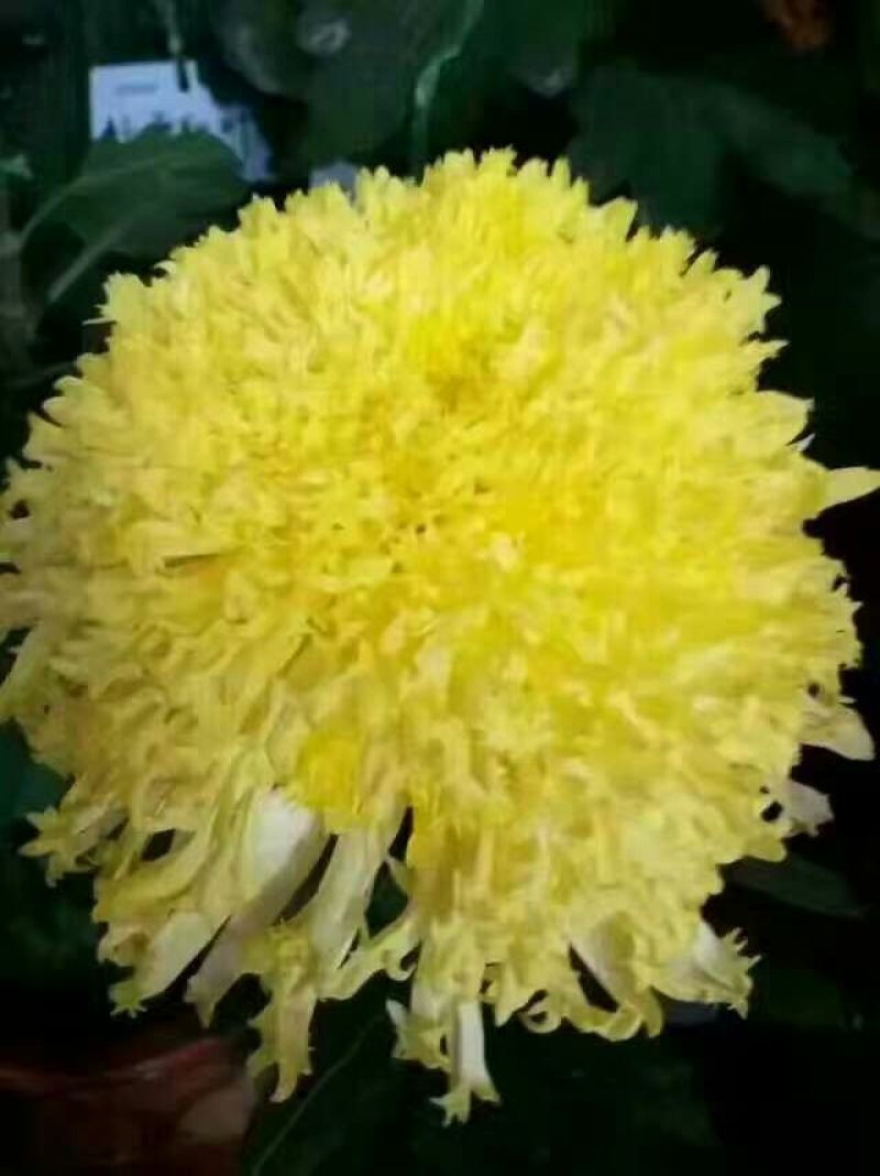 菊花种苗金丝黄菊、亳菊、婺源、苏北、杭白、北京菊、贡菊
