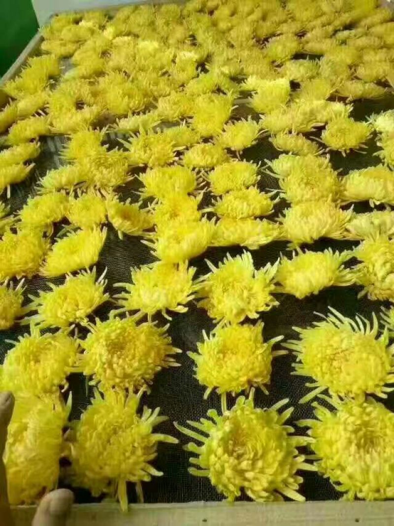 菊花种苗金丝黄菊、亳菊、婺源、苏北、杭白、北京菊、贡菊