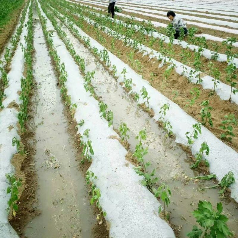 菊花种苗金丝黄菊、亳菊、婺源、苏北、杭白、北京菊、贡菊