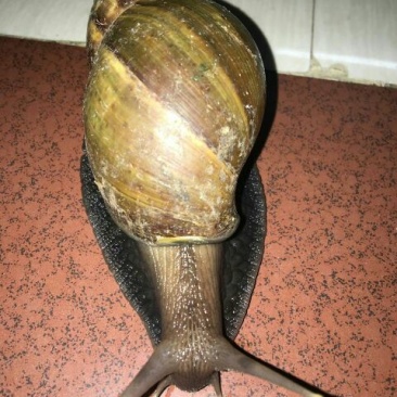 天然绿色褐云玛瑙黑蜗牛肉