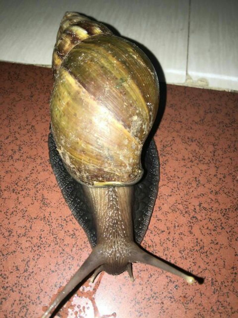 天然绿色褐云玛瑙黑蜗牛肉