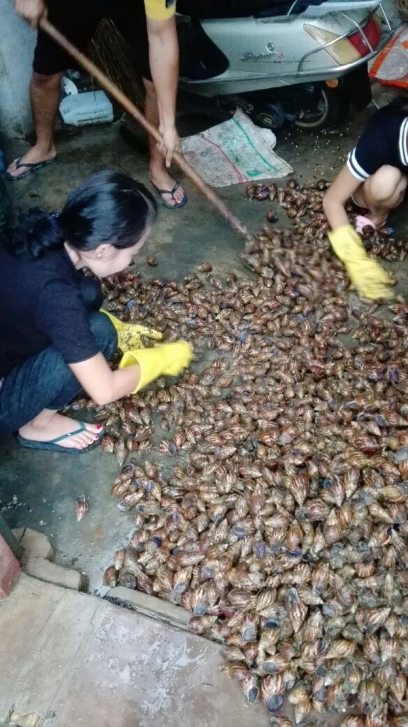 天然绿色褐云玛瑙黑蜗牛肉