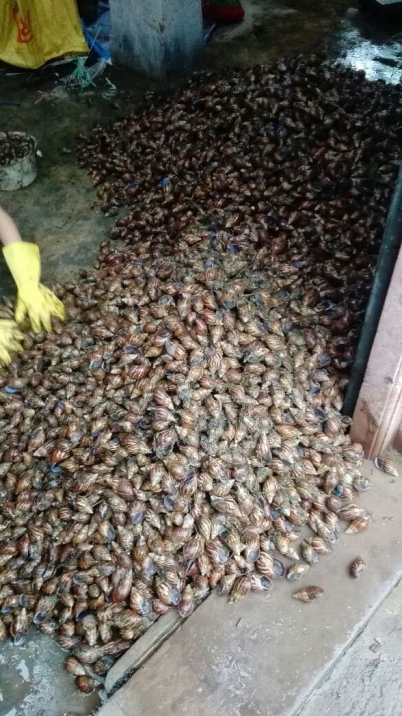 天然绿色褐云玛瑙黑蜗牛肉