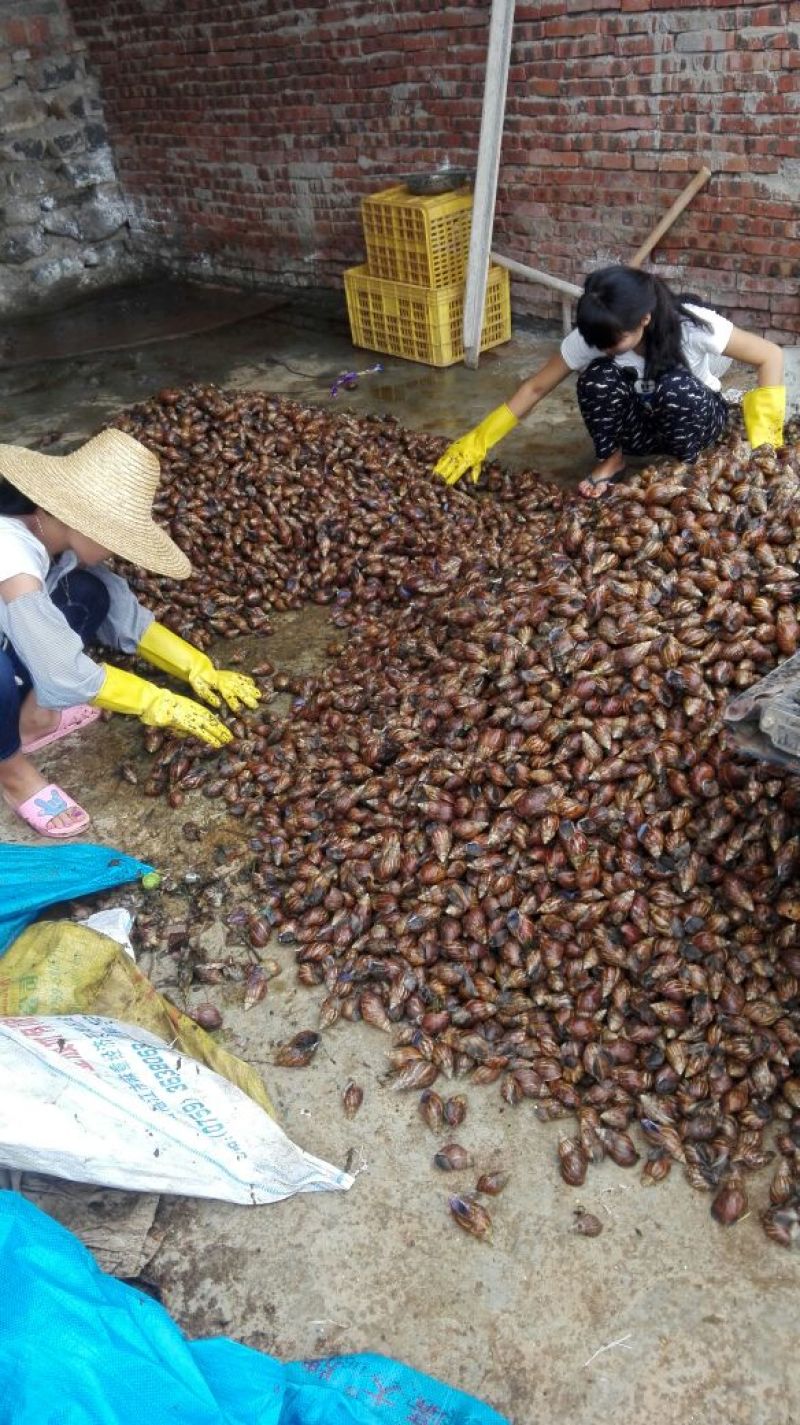 天然绿色褐云玛瑙黑蜗牛肉