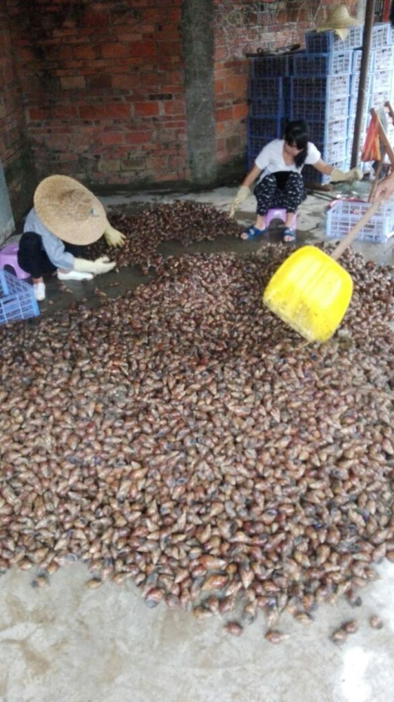 天然绿色褐云玛瑙黑蜗牛肉