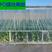 大棚膜5+1高保温高透明PO宽度1—20塑料农膜温室专用