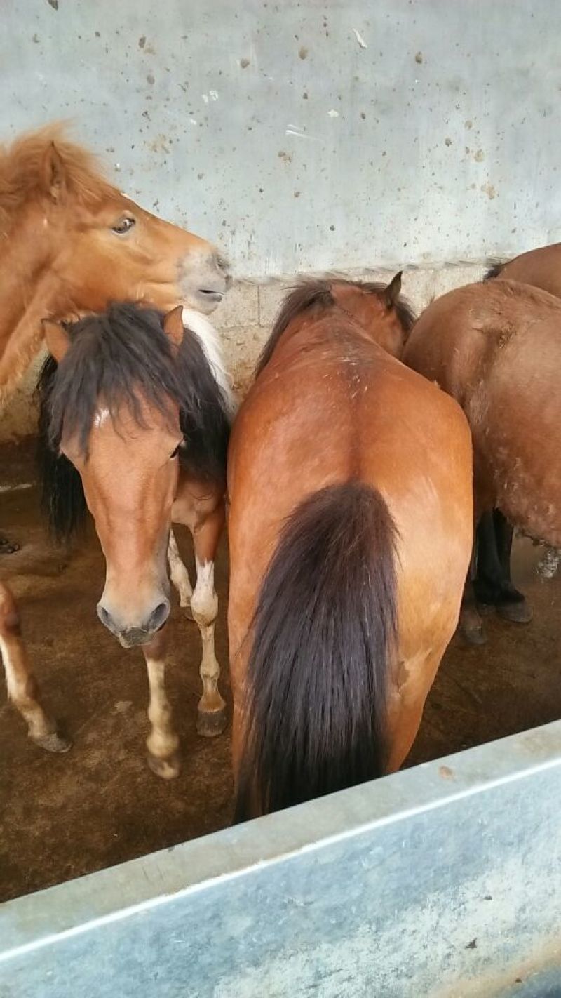 肉马600kg以上